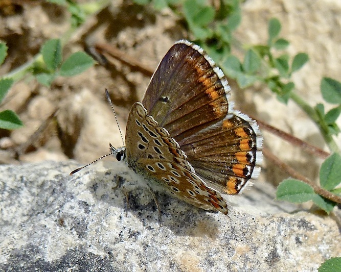 adonis blue